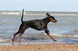 DOBERMANN 010